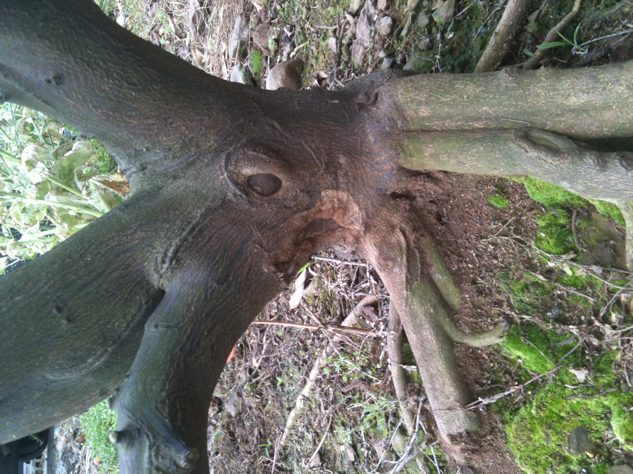 안녕하세요 감귤나무 증상에 대한 질문입니다.